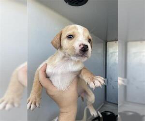 Mutt Dogs for adoption in Houston, TX, USA