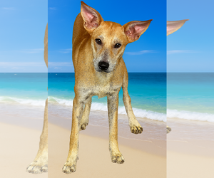 Mutt Dogs for adoption in Sterling, MA, USA