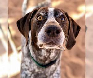 German Shorthaired Pointer Dogs for adoption in Kanab, UT, USA