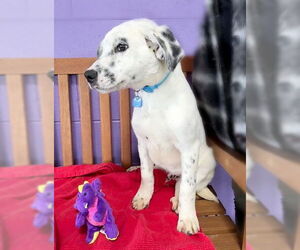 Labrador Retriever-Unknown Mix Dogs for adoption in Genesee, WI, USA