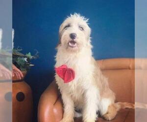 Bearded Collie Dogs for adoption in Sandy, UT, USA