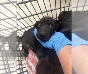 Labrador Retriever Dogs for adoption in Conroe, TX, USA