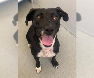 Labrador Retriever-Unknown Mix Dogs for adoption in Fayetteville, NC, USA