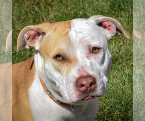 American Staffordshire Terrier-Boxer Mix Dogs for adoption in Huntley, IL, USA