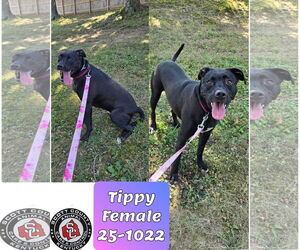 Labrador Retriever-Unknown Mix Dogs for adoption in Georgetown, KY, USA