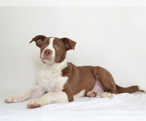 Border Collie-Unknown Mix Dogs for adoption in Oroville, CA, USA
