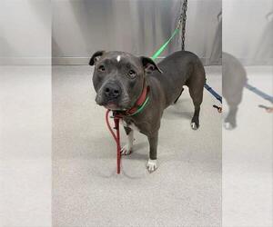 American Pit Bull Terrier Dogs for adoption in Fairbanks, AK, USA