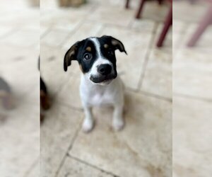 Jack Russell Terrier-Unknown Mix Dogs for adoption in Katy, TX, USA