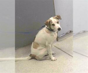 Siberian Husky-Unknown Mix Dogs for adoption in Tallahassee, FL, USA