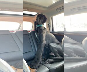 Great Dane Dogs for adoption in Duluth, MN, USA