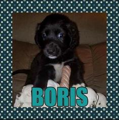 Borador Dogs for adoption in Medford, NJ, USA