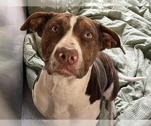American Pit Bull Terrier-Labrador Retriever Mix Dogs for adoption in Orange, CA, USA