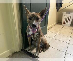 Holland Shepherd-Unknown Mix Dogs for adoption in Pasadena, CA, USA