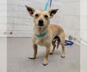 Chihuahua Dogs for adoption in San Bernardino, CA, USA