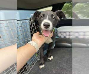 Mutt Dogs for adoption in Greenville, SC, USA