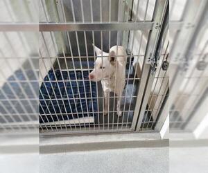 Siberian Husky Dogs for adoption in Upland, CA, USA