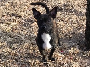 Small Boston Terrier-Bull Terrier Mix