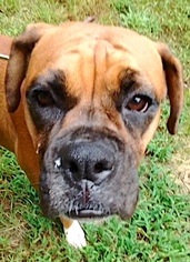 Boxer Dogs for adoption in Mount Airy, NC, USA