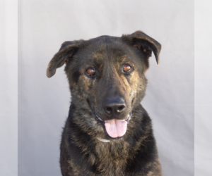 German Shepherd Dog Dogs for adoption in Pasadena, CA, USA