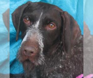 German Wirehaired Pointer Dogs for adoption in Cuba, NY, USA