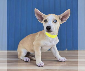 Catahoula Leopard Dog-Labrador Retriever Mix Dogs for adoption in Lakewood, CO, USA