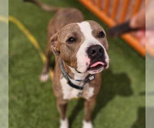 American Pit Bull Terrier-Unknown Mix Dogs for adoption in Las Vegas, NV, USA