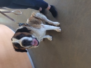 Saint Bernard Dogs for adoption in Pampa, TX, USA