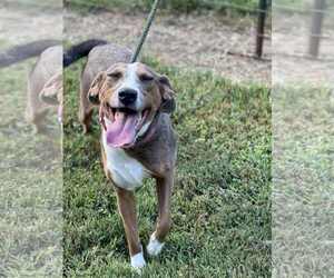 Mutt Dogs for adoption in Shelburne, VT, USA