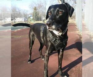 Lab-Pointer Dogs for adoption in Livonia, MI, USA