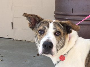 Medium Photo #1 American Pit Bull Terrier Puppy For Sale in pomona, CA, USA