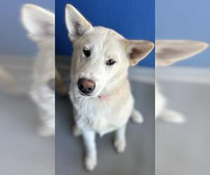 American Eskimo Dog-Unknown Mix Dogs for adoption in Visalia, CA, USA