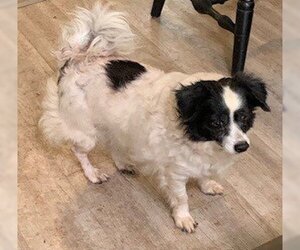 Papillon-Unknown Mix Dogs for adoption in Lodi, CA, USA