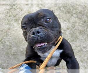 Bulldog-Unknown Mix Dogs for adoption in Martinez, CA, USA