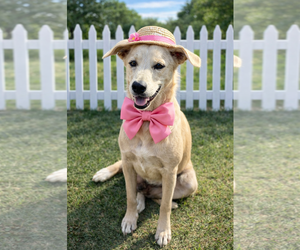 Medium Photo #3 Golden Labrador Puppy For Sale in Mt. Laurel, NJ, USA