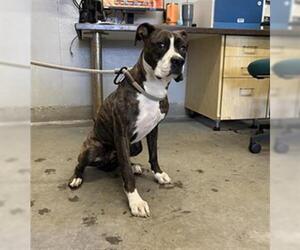 Boxer Dogs for adoption in Camarillo, CA, USA