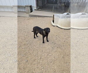 Labrador Retriever-Unknown Mix Dogs for adoption in Maquoketa, IA, USA