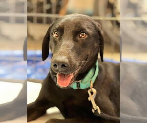 Labrador Retriever-Unknown Mix Dogs for adoption in San Diego, CA, USA