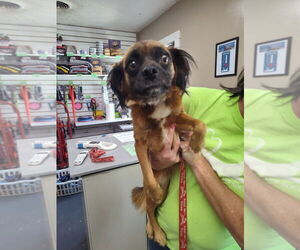 Pug-Unknown Mix Dogs for adoption in Linton, IN, USA