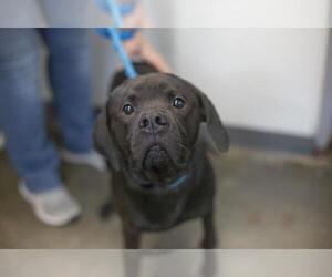 Mutt Dogs for adoption in Mountain Home, AR, USA