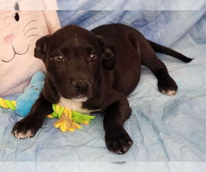 Bulldog-Labrador Retriever Mix Dogs for adoption in Wetumpka, AL, USA