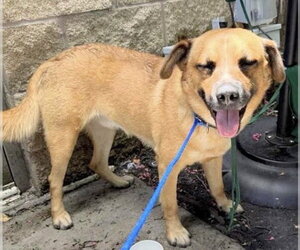 Carolina Dog Dogs for adoption in Houston, TX, USA