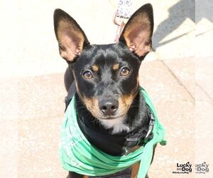 Dachshund-Unknown Mix Dogs for adoption in Washington, DC, USA