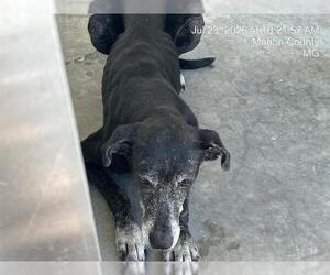 Labrador Retriever-Unknown Mix Dogs for adoption in Ocala, FL, USA