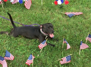 Puggle Dogs for adoption in Rustburg, VA, USA