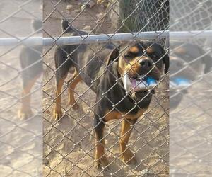Rottweiler Dogs for adoption in Tonopah, AZ, USA
