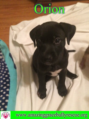 American Staffordshire Terrier-Labrador Retriever Mix Dogs for adoption in Pensacola, FL, USA