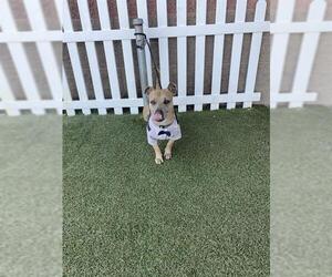 American Pit Bull Terrier-Unknown Mix Dogs for adoption in Modesto, CA, USA