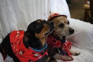 Chiweenie Dogs for adoption in Maryville, TN, USA
