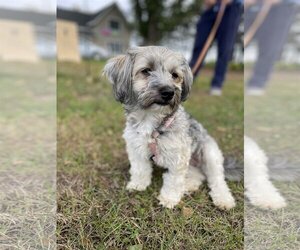 Havanese Dogs for adoption in Crystal , MN, USA
