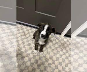 Boxador Dogs for adoption in SHERBURNE, NY, USA